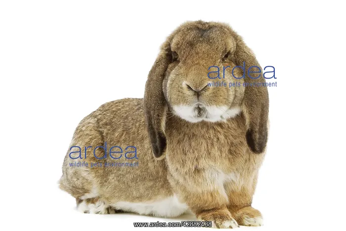 : Rabbit - French Lop / Belier Francais. In studio : Rabbit - French Lop / Belier Francais. In studio