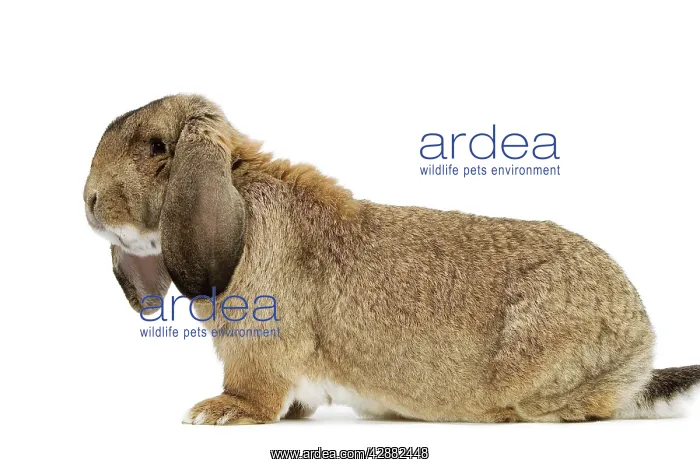 : Rabbit - French Lop / Belier Francais. In studio : Rabbit - French Lop / Belier Francais. In studio