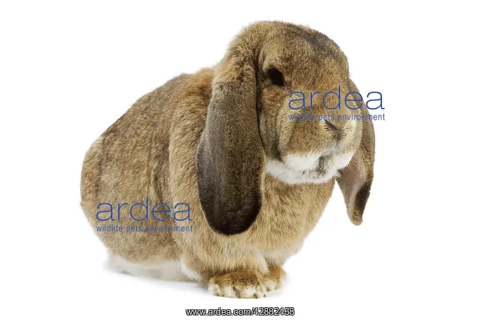 : Rabbit - French Lop / Belier Francais. In studio : Rabbit - French Lop / Belier Francais. In studio