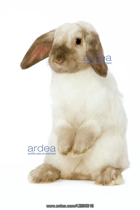 : Rabbit - French Lop / Belier - on hind legs in studio : Rabbit - French Lop / Belier - on hind legs in studio