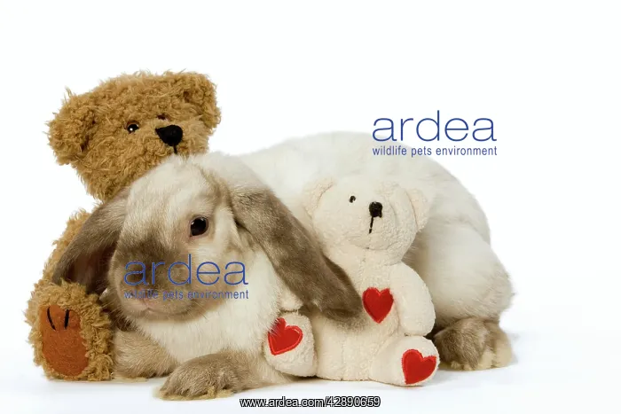 : Rabbit - French Lop / Belier with teddy bears in studio : Rabbit - French Lop / Belier with teddy bears in studio