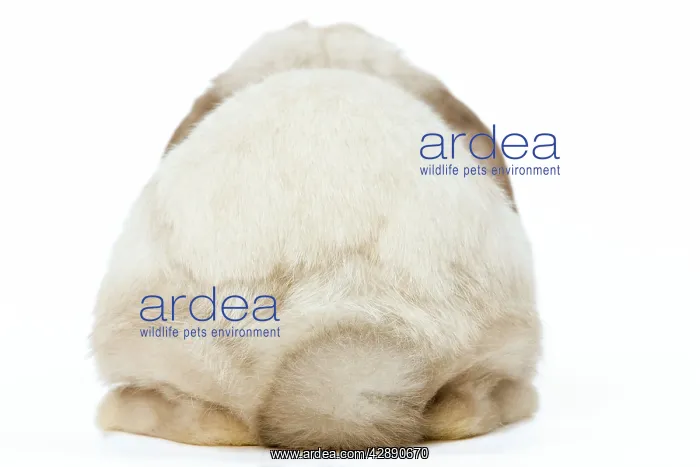  : Rabbit - French Lop  /  Belier back view