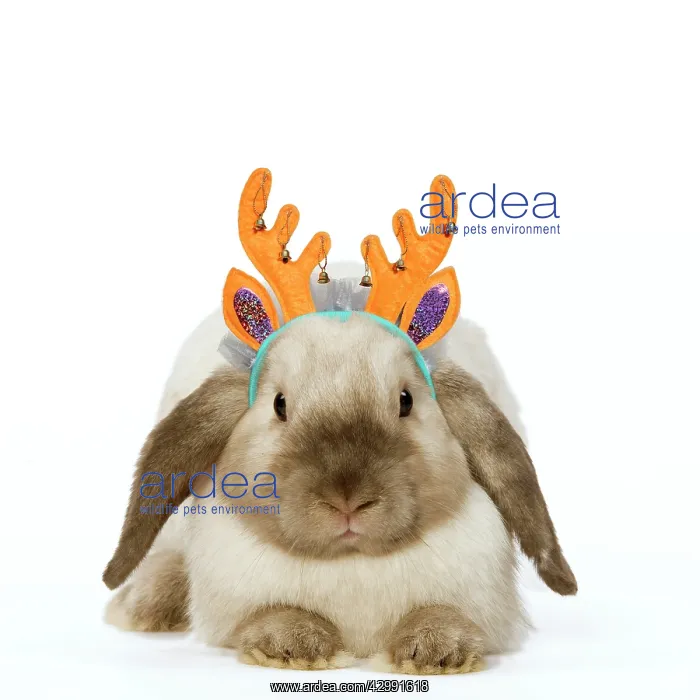 : Rabbit - French Lop / Belier wearing Christmas antlers : Rabbit - French Lop / Belier wearing Christmas antlers