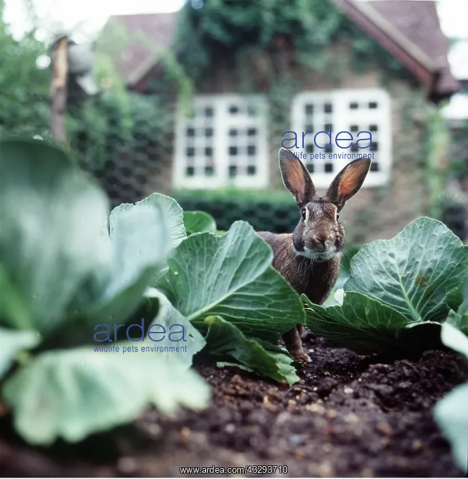: RABBIT - in garden, in cabbage patch : RABBIT - in garden, in cabbage patch