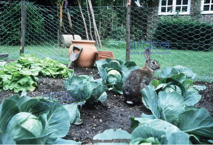 : RABBIT - in garden vegetable patch : RABBIT - in garden vegetable patch