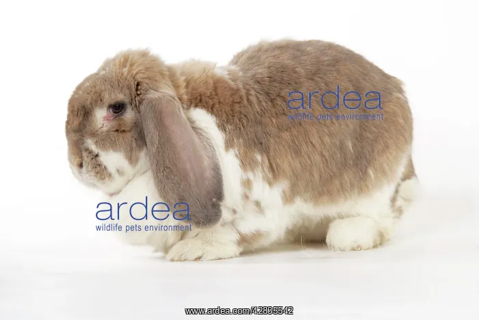 : Rabbit. Giant French lop rabbit : Rabbit. Giant French lop rabbit