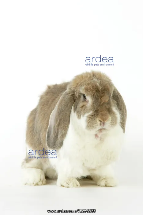 : Rabbit. Giant French lop rabbit : Rabbit. Giant French lop rabbit