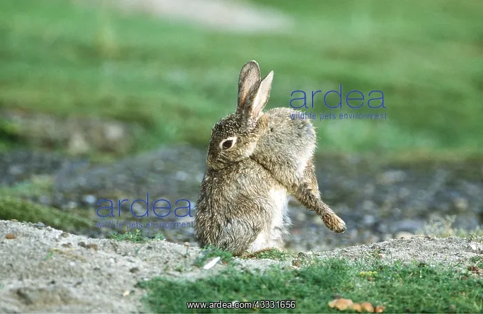 : RABBIT - grooming itself : RABBIT - grooming itself