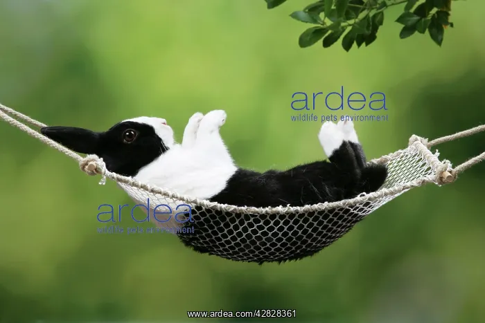 : Rabbit in a hammock at Easter : Rabbit in a hammock at Easter