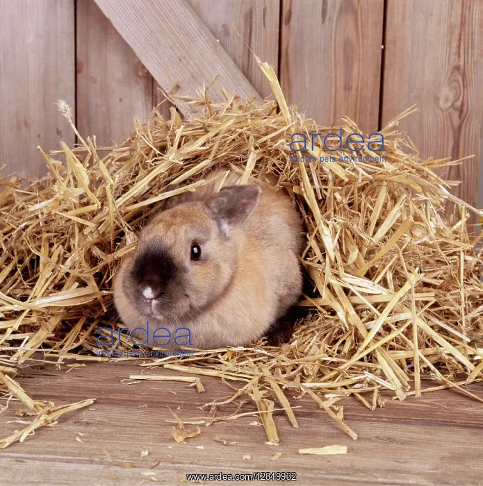: RABBIT - hiding under straw in hutch : RABBIT - hiding under straw in hutch