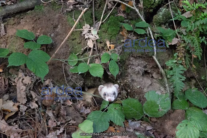 : RABBIT HUNTING FALCONRY : RABBIT HUNTING FALCONRY