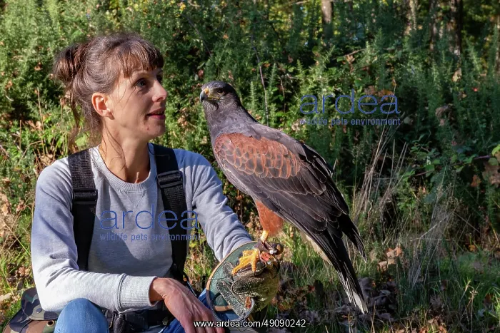 : RABBIT HUNTING FALCONRY : RABBIT HUNTING FALCONRY