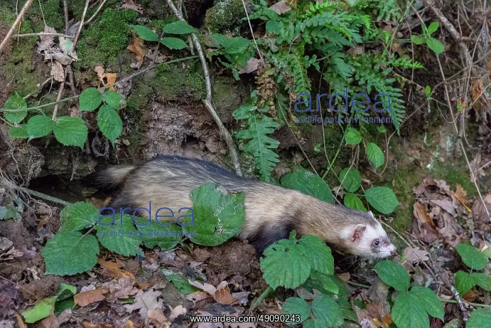 : RABBIT HUNTING FALCONRY : RABBIT HUNTING FALCONRY