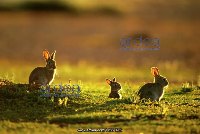 : Rabbit - an introduced pest to Australia : Rabbit - an introduced pest to Australia