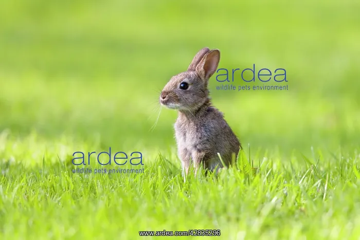 : Rabbit - juvenile in meadow : Rabbit - juvenile in meadow