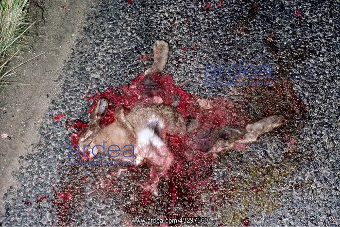: RABBIT - killed on road : RABBIT - killed on road