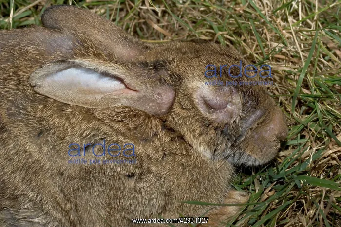: Rabbit in late stages of Myxomatosis showing swelling : Rabbit in late stages of Myxomatosis showing swelling