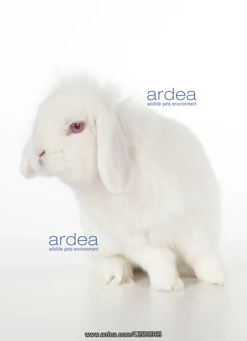  : RABBIT - Lion lop