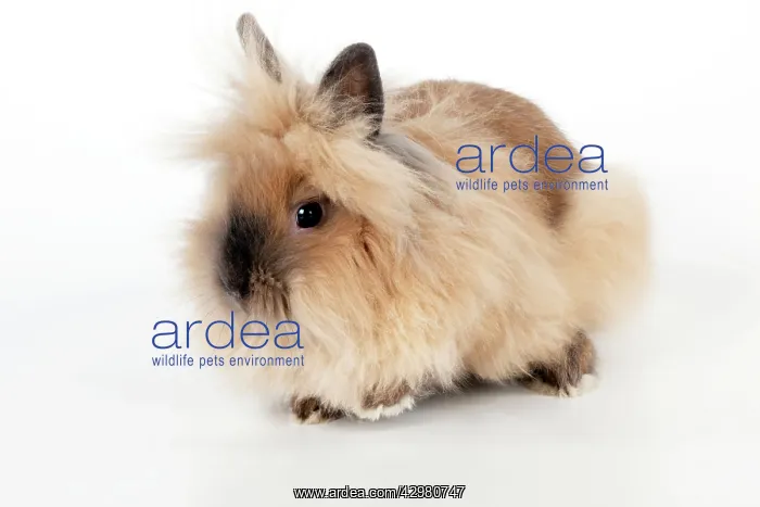  : RABBIT - Lionhead