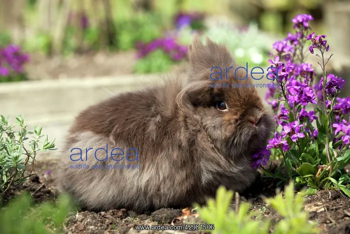 : RABBIT - Lionhead rabbit : RABBIT - Lionhead rabbit