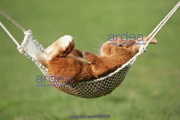 : Rabbit lying down in a hammock : Rabbit lying down in a hammock