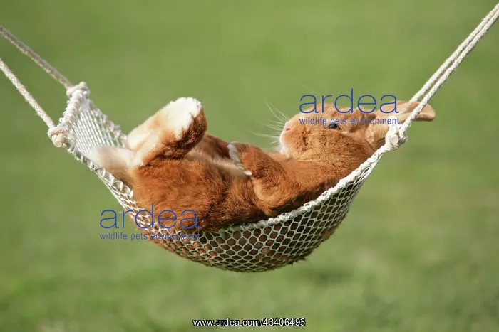 : Rabbit lying down in a hammock : Rabbit lying down in a hammock