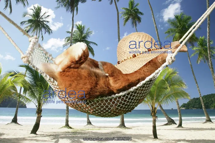 : Rabbit lying down in a hammock with hat : Rabbit lying down in a hammock with hat