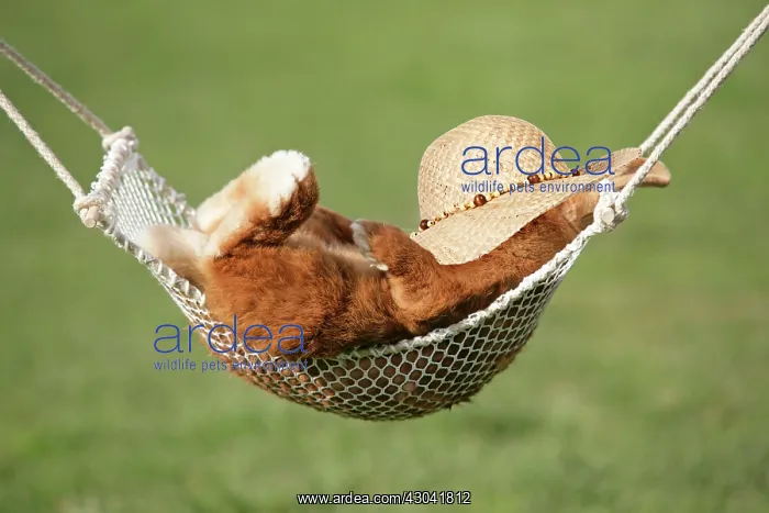 : Rabbit lying down in a hammock sleeping, with straw hat on : Rabbit lying down in a hammock sleeping, with straw hat on