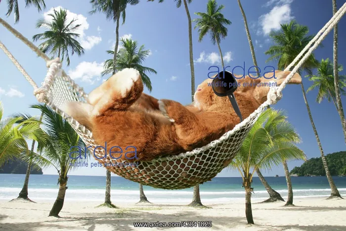 : Rabbit lying down in a hammock wearing sunglasses : Rabbit lying down in a hammock wearing sunglasses