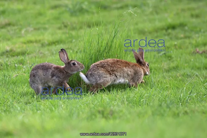 : Rabbit - Mating behaviour : Rabbit - Mating behaviour