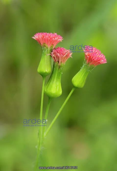 : Rabbit Meat / Florida Tasselflower in flower Trinidad : Rabbit Meat / Florida Tasselflower in flower Trinidad