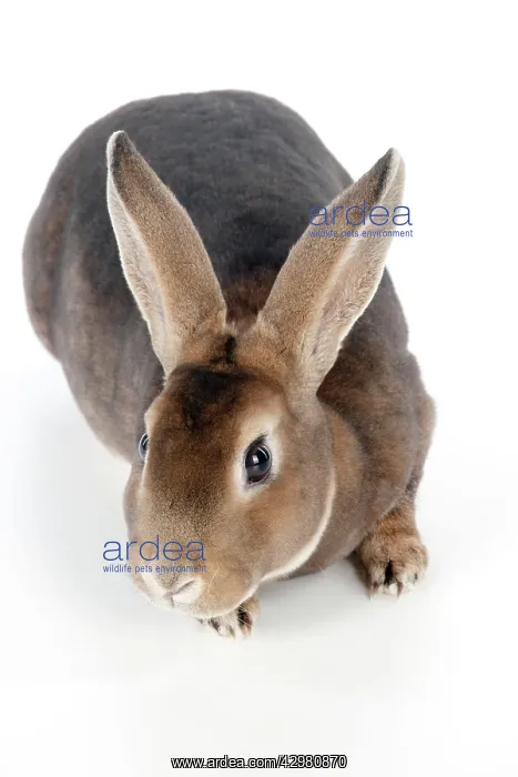 : RABBIT - Mini castor rex : RABBIT - Mini castor rex