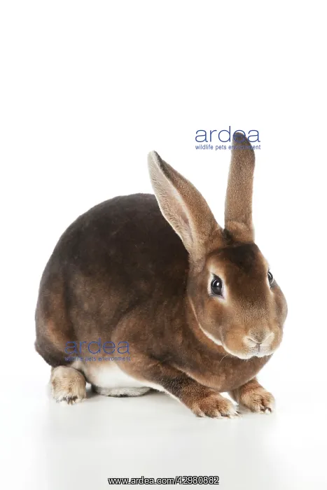 : RABBIT - Mini castor rex : RABBIT - Mini castor rex