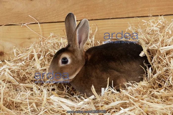  : RABBIT - Mini castor rex sitting in straw
