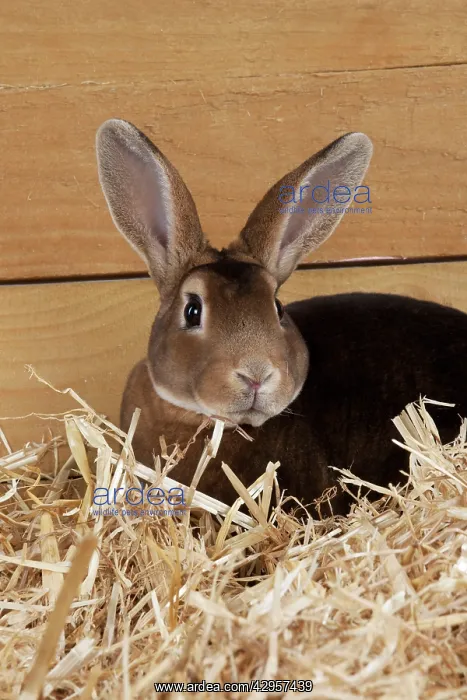  : RABBIT - Mini castor rex sitting in straw