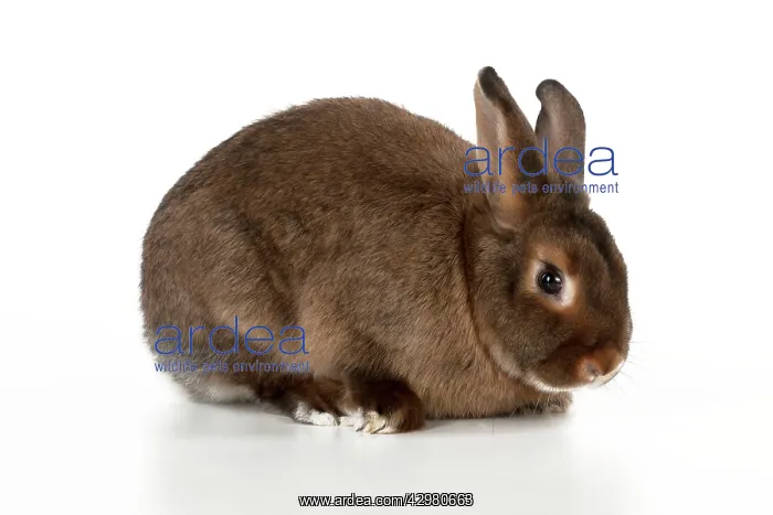  : RABBIT - Mini castor satin