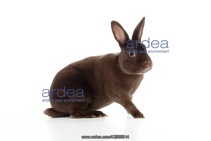 : RABBIT - Mini havana rex : RABBIT - Mini havana rex