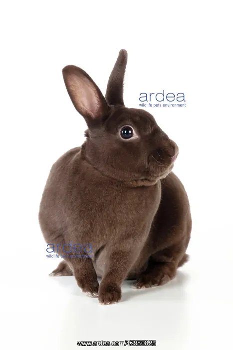 : RABBIT - Mini havana rex : RABBIT - Mini havana rex