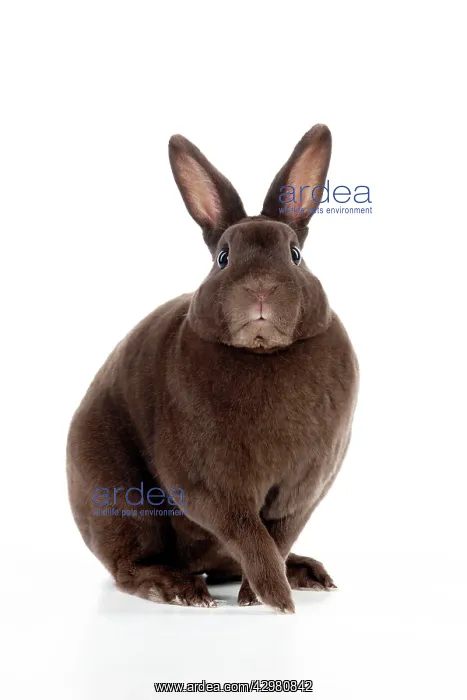  : RABBIT - Mini havana rex
