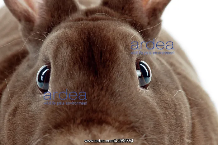 : RABBIT - Mini havana rex (head shot, close up) : RABBIT - Mini havana rex (head shot, close up)
