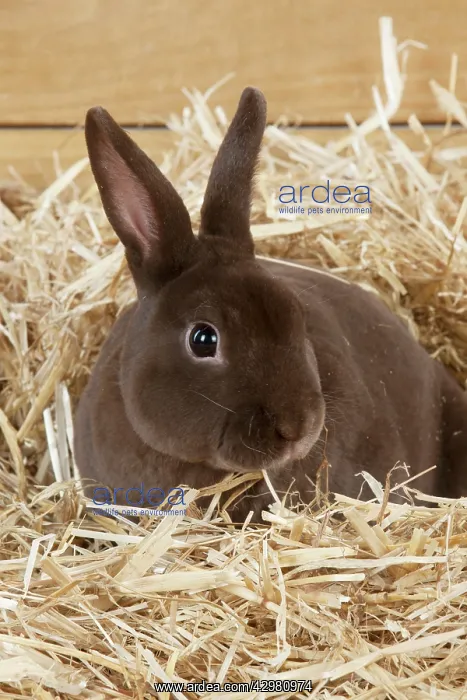  : RABBIT - Mini havana rex sitting in straw