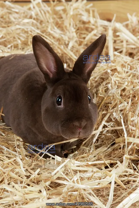  : RABBIT - Mini havana rex sitting in straw
