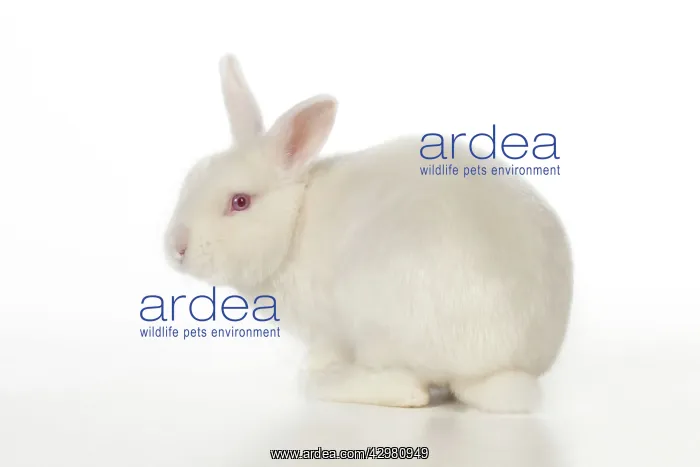 : RABBIT - Mini ivory satin : RABBIT - Mini ivory satin