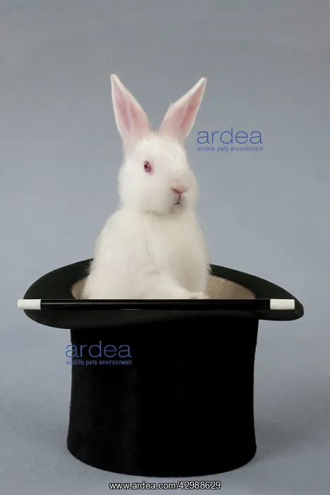  : RABBIT - Mini ivory satin in top hat