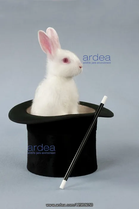  : RABBIT - Mini ivory satin in top hat
