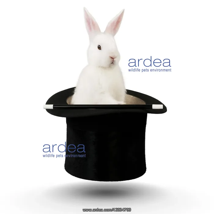  : RABBIT - Mini ivory satin in top hat, floating