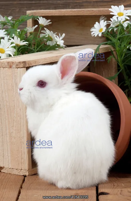  : RABBIT - Mini Ivory Satin Rabbit