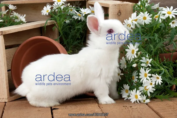  : RABBIT - Mini Ivory Satin Rabbit