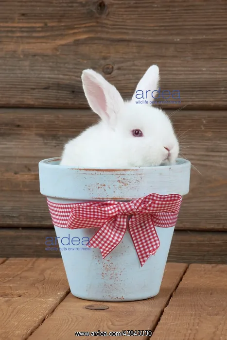: RABBIT - Mini Ivory Satin Rabbit - sitting in flower pot : RABBIT - Mini Ivory Satin Rabbit - sitting in flower pot