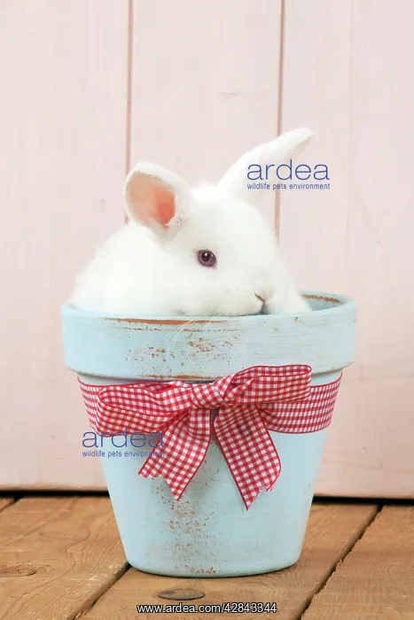 : RABBIT - Mini Ivory Satin Rabbit - sitting in flower pot : RABBIT - Mini Ivory Satin Rabbit - sitting in flower pot